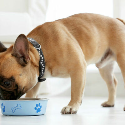 4 Tips to Help Cope with Dog Food Allergies