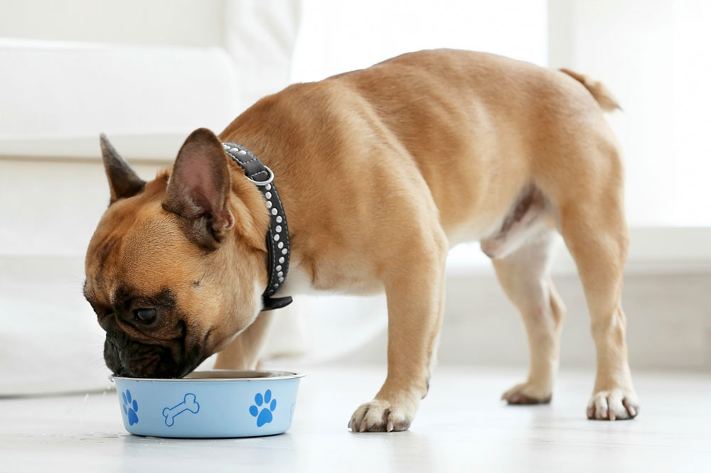 4 Tips to Help Cope with Dog Food Allergies