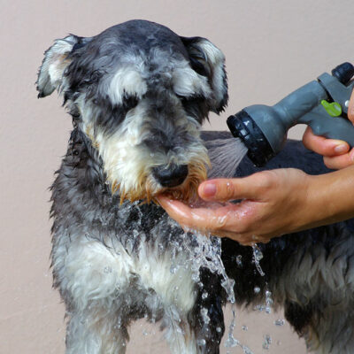 5 DIY Flea-Repellent Dog Shampoo Recipes