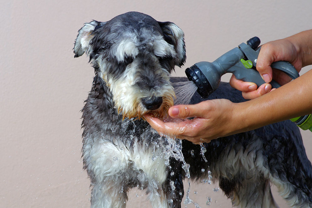 5 DIY Flea-Repellent Dog Shampoo Recipes