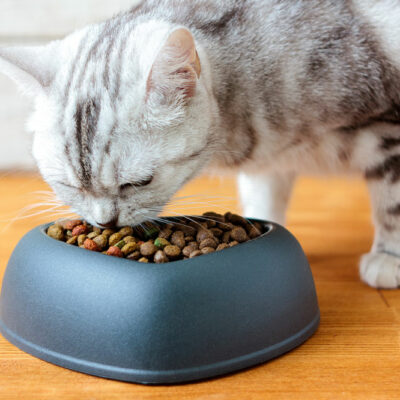 8 Ingredients That Make for Healthy Cat Treats