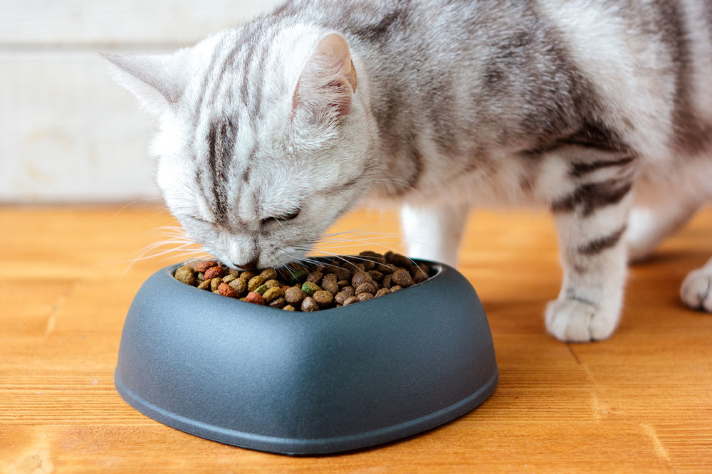 8 Ingredients That Make for Healthy Cat Treats