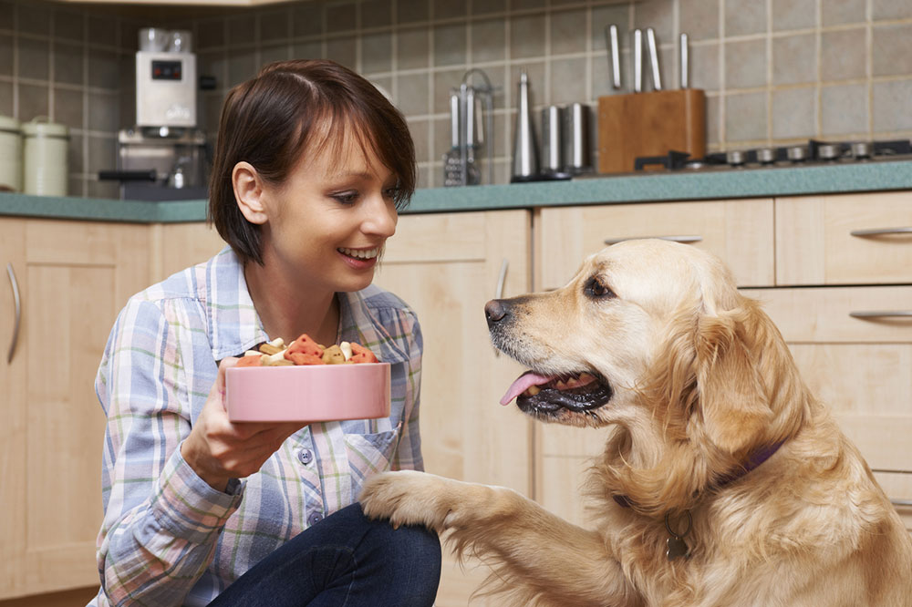 8 Tips to Formulate a Healthy Canine Diet