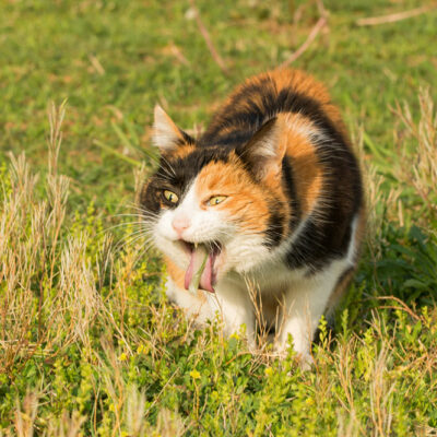 Common Signs of Plant Toxicity in Cats