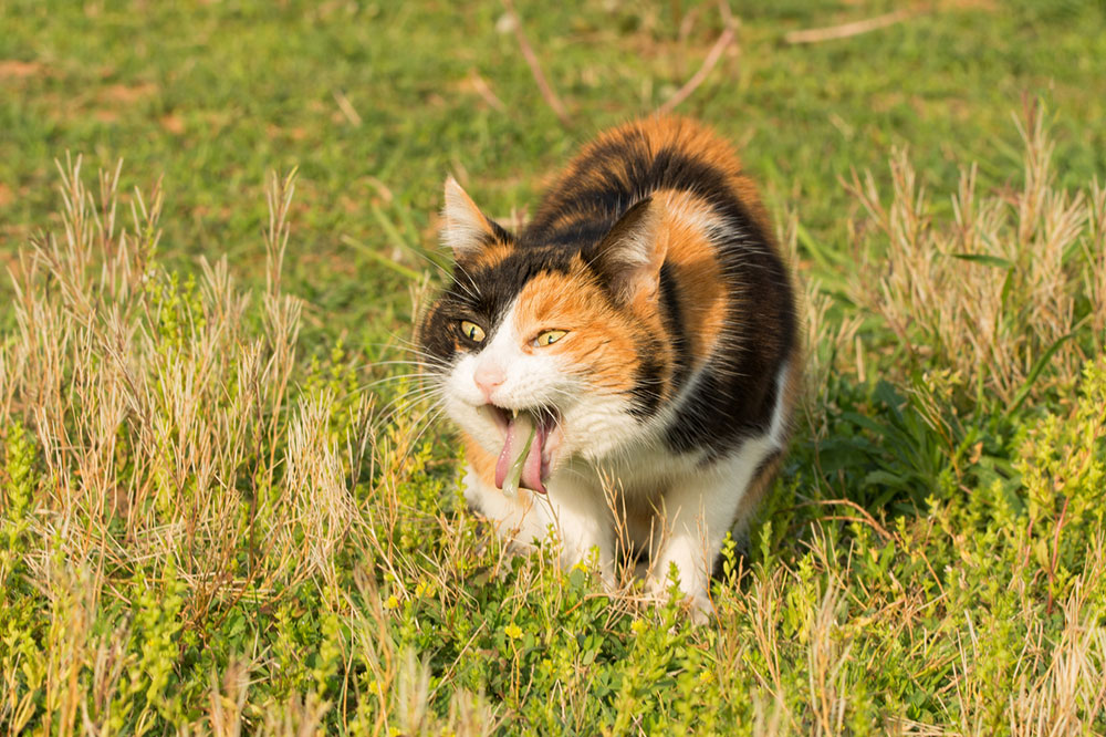 Common Signs of Plant Toxicity in Cats