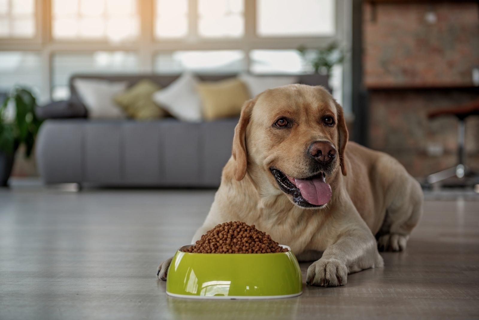 The Healthiest Dog Food: What You Need to Know for a Thriving Pet